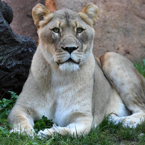 Isis, the 14-year-old female African lion at the B