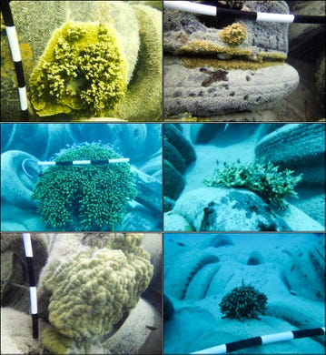 Coral recruitment observed on various tires at Cocos Artificial Reef B. Coral colonies will be surveyed and transplanted prior to removal efforts.