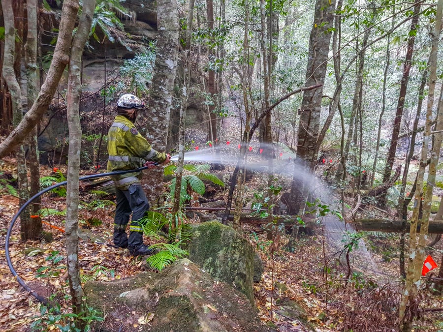 In this photo taken early Jan. 2020, and provided Thursday, Jan. 16, 2020, by the New South Wales National Parks and Wildlife Service, NSW National Parks and Wildlife Service personnel use fire hoses to dampen the forest floor near Wollemi pine trees in the Wollemi National Park, New South Wales, Australia. Specialist firefighters have saved the world's last remaining wild stand of a prehistoric tree from wildfires that razed forests west of Sydney.
