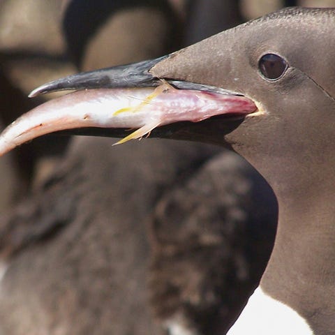 A common murre eats a rockfish. A 'blob' of unusua