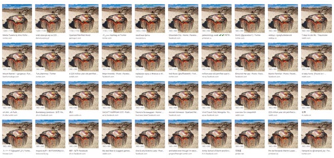 A an anonymous photo of petrified wood went viral in January 2020.