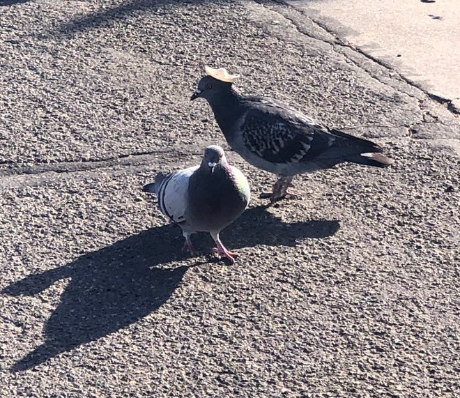 A photo taken by Sabra Newby, City Manager of Reno, Nevada shows a pigeon with a sombrero on its head.