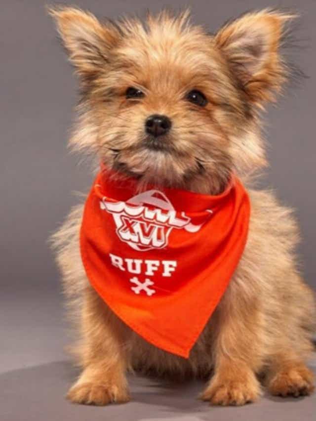 Evesham Rescue Dog Will Be Featured On Animal Planet S Puppy Bowl