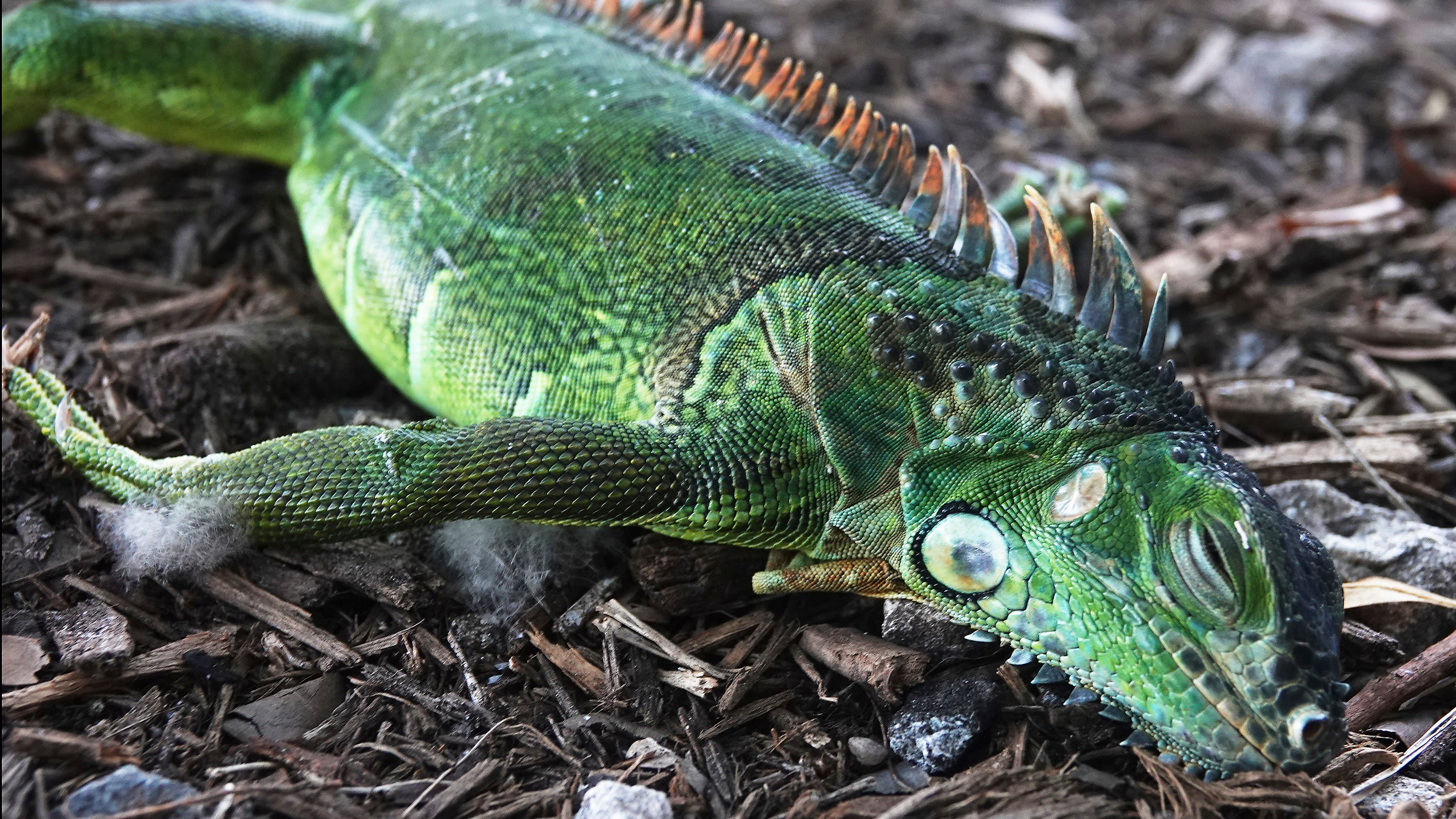Florida weather: Falling iguanas prompts sale of iguana meat