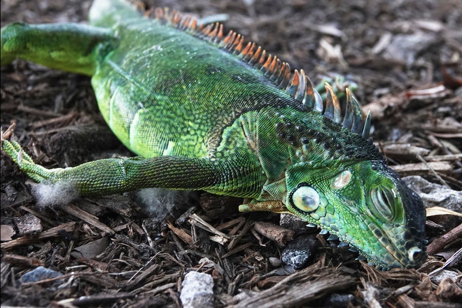 A stunned iguana lies in the grass at Cherry Creek Park in Oakland Park, Fla., Wednesday, Jan. 22, 2020. The National Weather Service Miami posted Tuesday on its official Twitter that residents shouldn't be surprised if they see iguanas falling from trees as lows drop into the 30s and 40s.