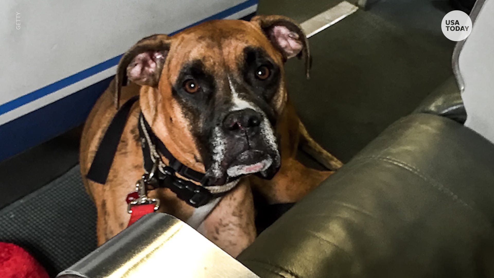 New Rule Proposes Airlines Can Choose To Allow Emotional Support Animals On Flights