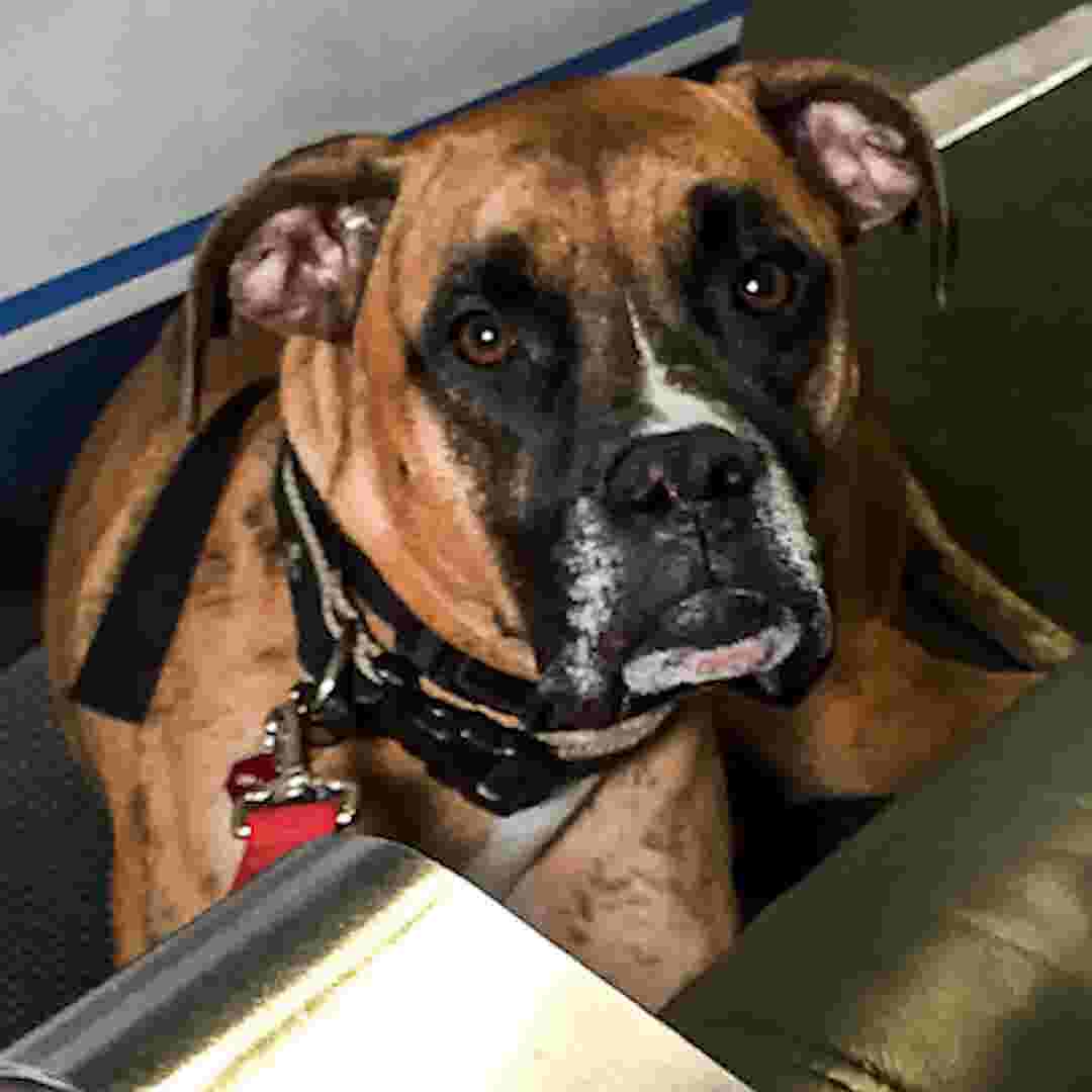 Alaska Airlines Announces Emotional Support Animal Ban