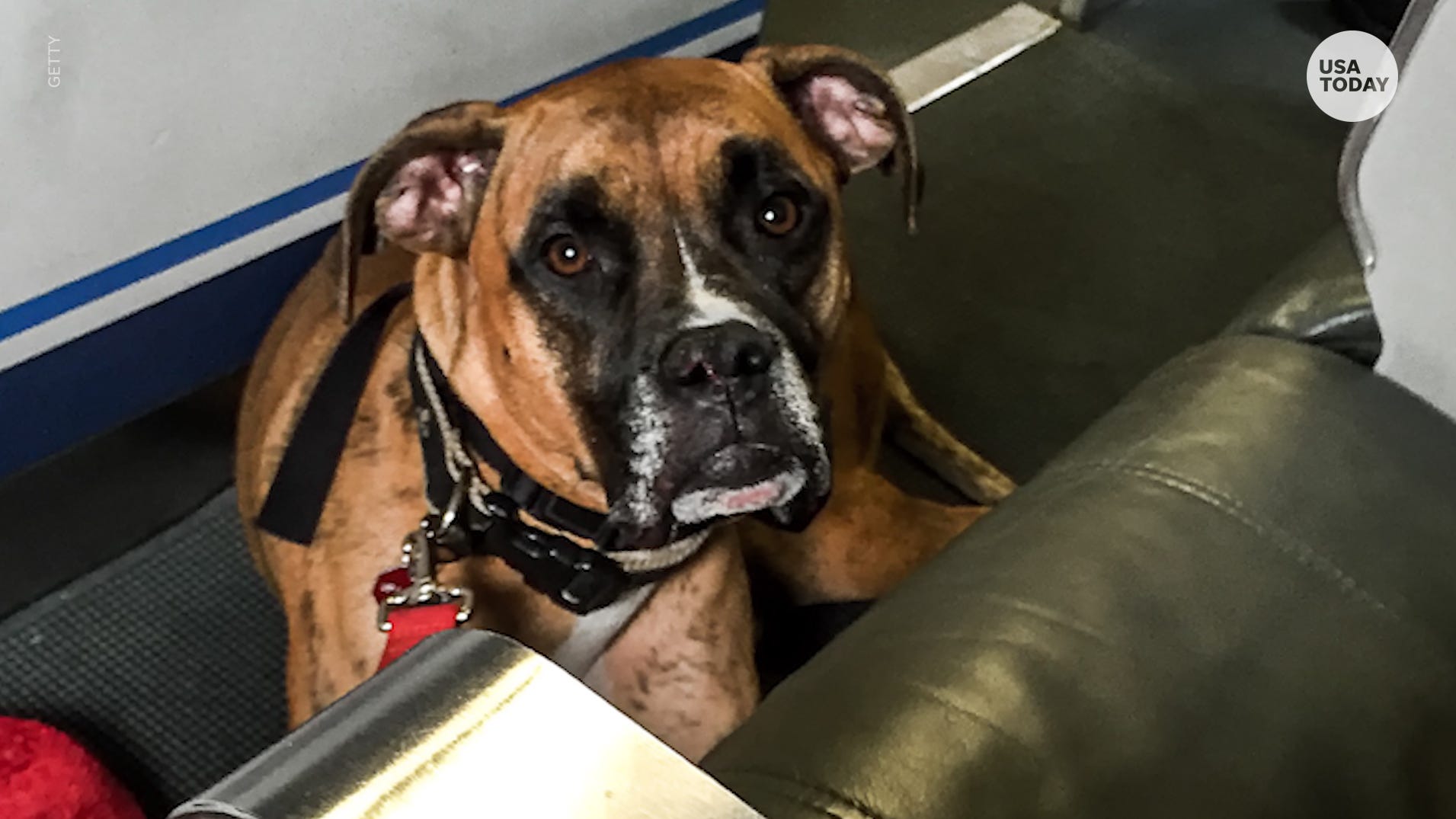 No More Emotional Support Peacocks As Feds Crack Down On Service Animals On Planes Npr