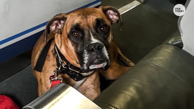 Emotional Support Animals Don T Belong On Planes