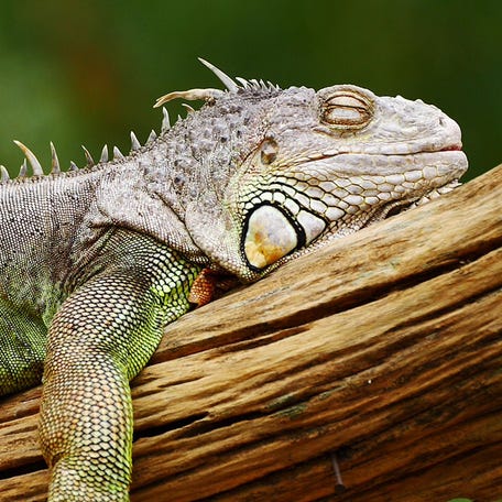 National Weather Service in Miami issues 'falling iguana' warning due to cold temperatures