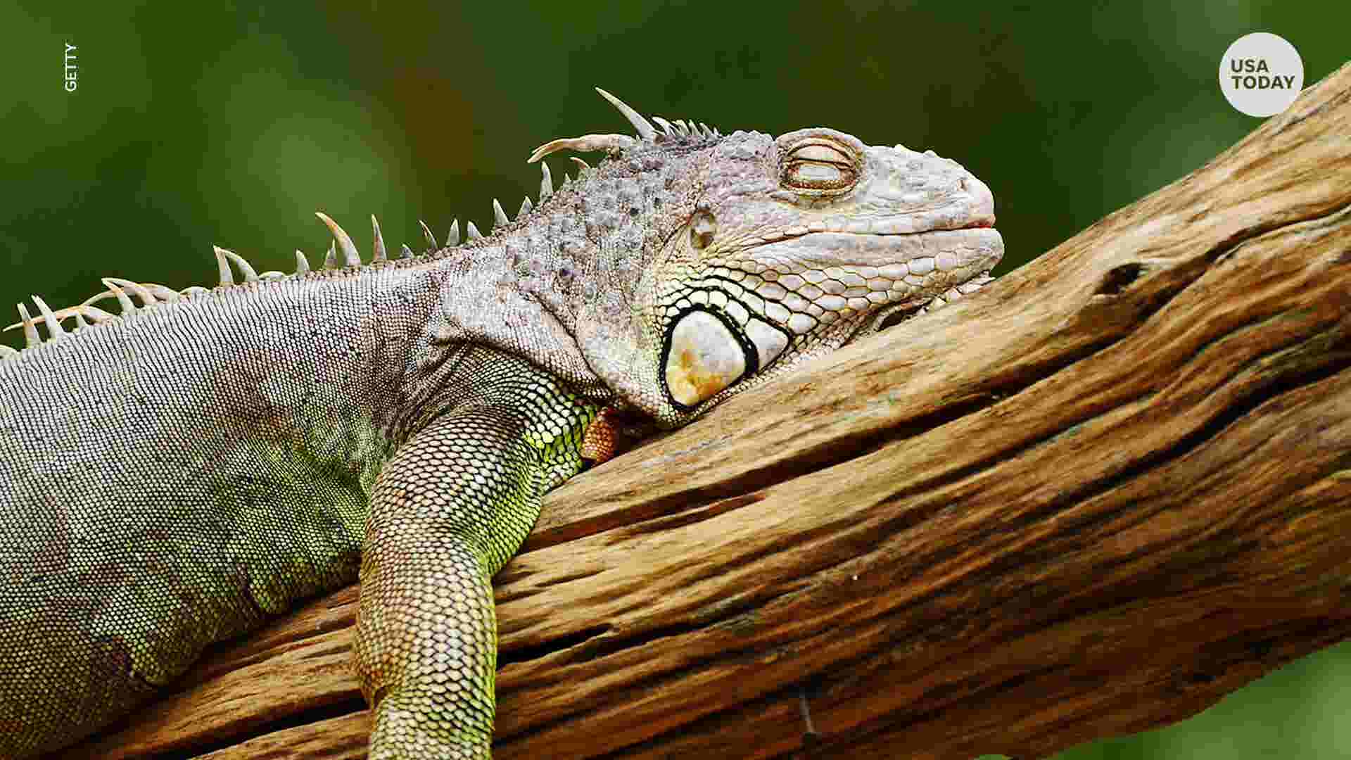 'Falling iguana' alert issued in Florida due to cold temperatures