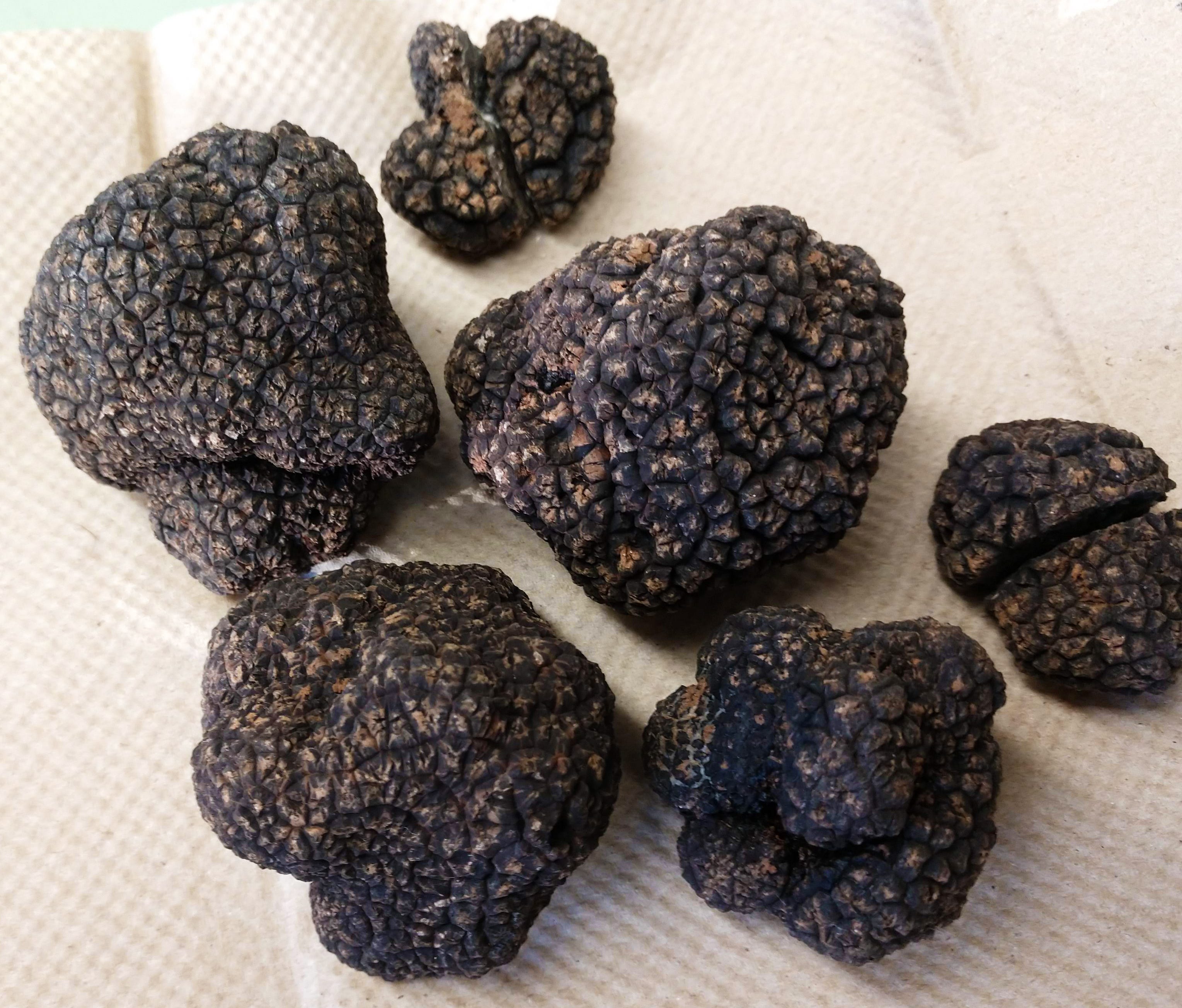 Do Truffles Grow In Wisconsin PostureInfoHub