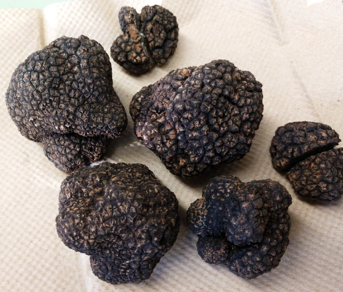 do truffles grow in wisconsin 6. Trying Truffles and Over-Harvesting Fears