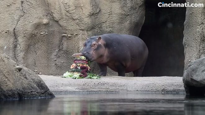 Fiona The Hippo Turns 3 Here Are Big Moments From Her Superstar Life Fiona The Hippo Turns 3 Here Are Big Moments From Her Superstar Life