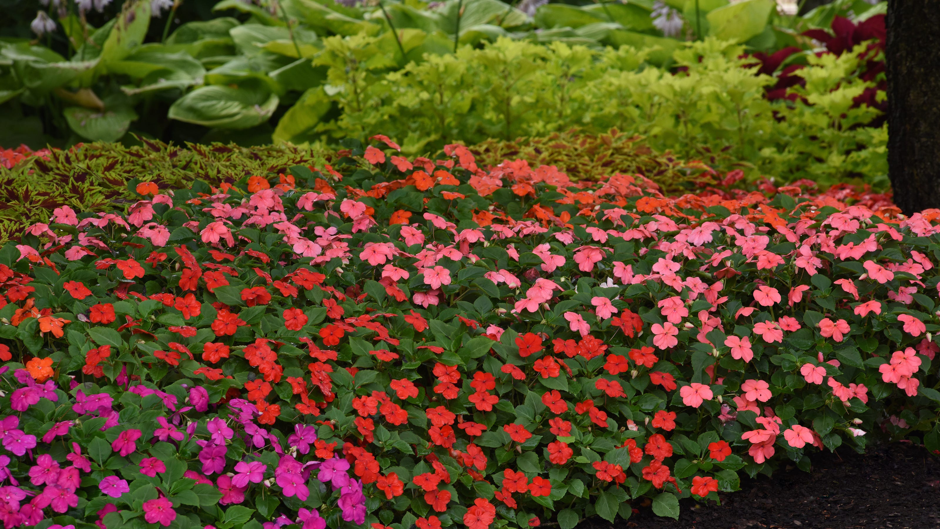 Gardening: New hybrid of impatiens designed to fight disease