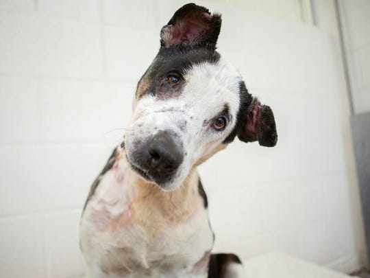 Van Gogh recovered from severe injuries and is now available for adoption from AHS.