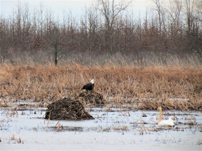 Free eagle tours are available for the Ottawa National Wildlife Refuge on Saturday and Sunday, Jan. 25 and 26.