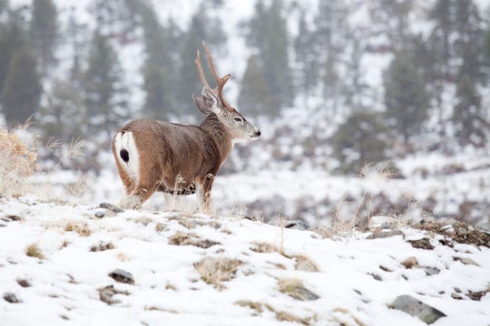 Protecting Nevada S Wildlife Heritage Backcountry Hunters And Anglers