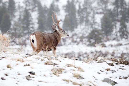 A wild mule deer at the base of the Sierra Nevada.