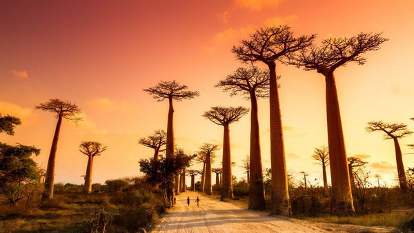 Avenue of the Baobabs, Morondava, Madagascar: This