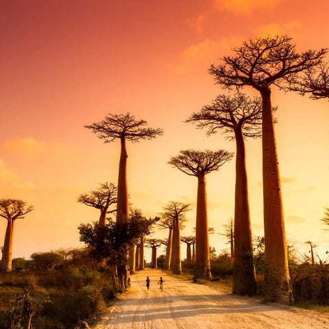 Avenue of the Baobabs, Morondava, Madagascar: This