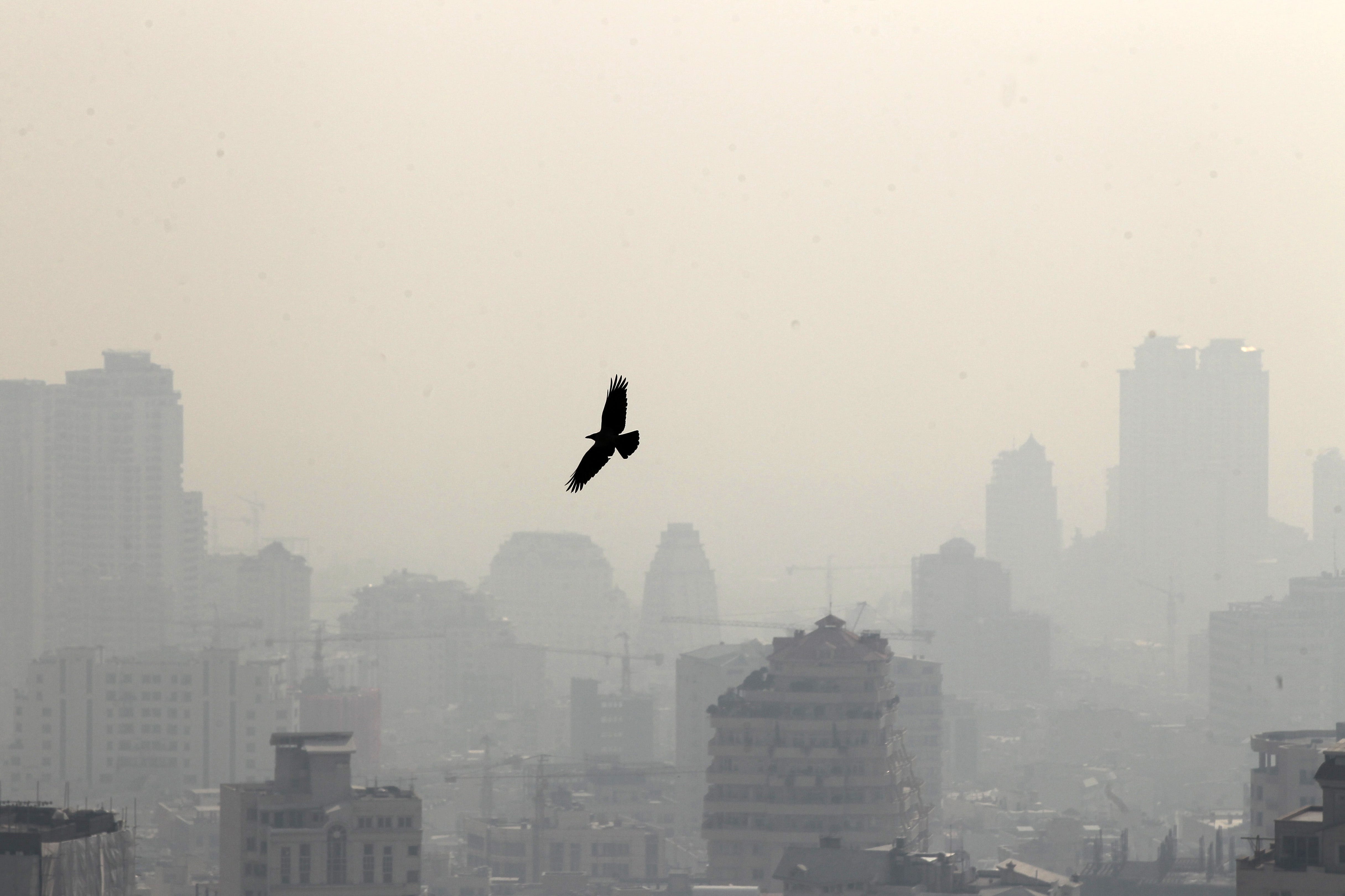 Animal cruelty: Air pollution is deadly, dangerous for wild animals