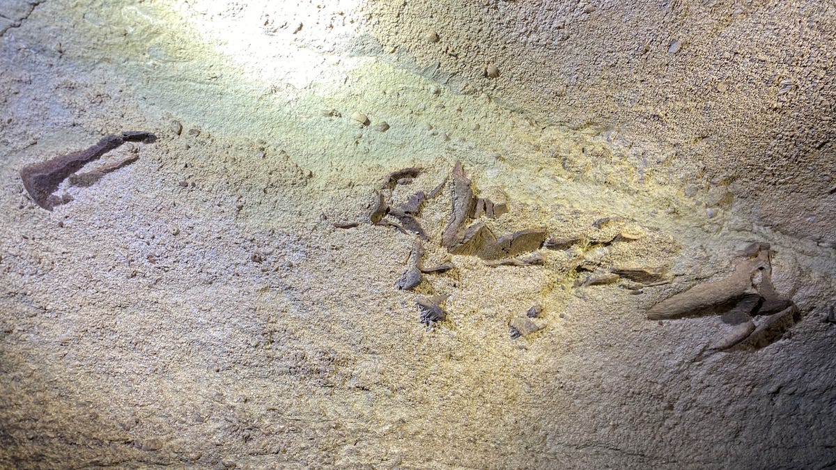 Researchers discovered fossilized remains of a 330-million-year-old shark in Mammoth Cave.