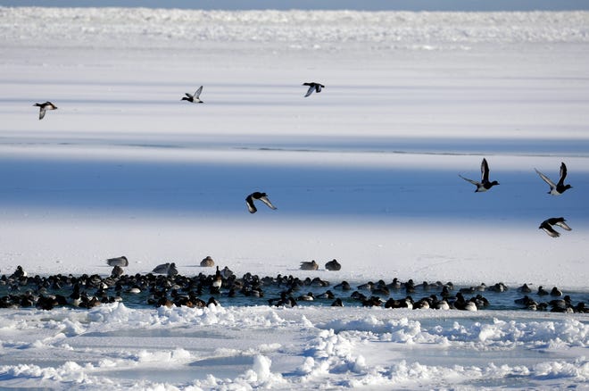 Ducks gather at  a small warm patch of water at the mouth of the Milwaukee River where it empties into the harbor of Lake Michigan, Wednesday, January 30, 2019.