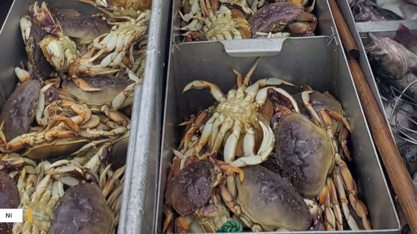 Pacific Ocean acidity dissolving the shells of Dungeness crabs