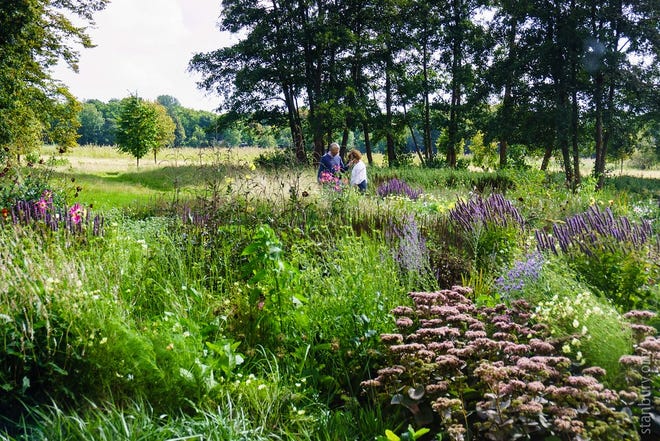 Part of the Piet Oudolf garden  Wassenaar, NL. Oudolf's naturalistic approach to gardening  utilizes primarily perennial plants, and prioritizes the seasonal life cycle of a plant over decorative considerations like flower or color.