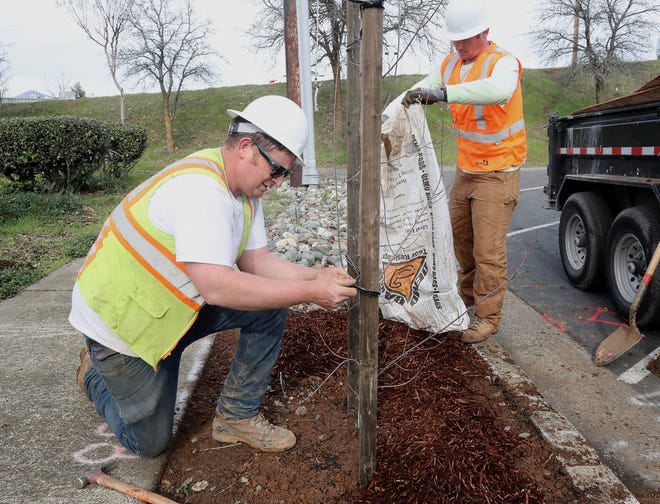 Jim Van Ornum, left, and Tim O'Connor of MR Construction finish planting a trident maple tree at the end of Oregon Street near Shasta Street on Wednesday, Jan. 29, 2020. About 100 trees are being planted in downtown Redding as part of a city project.