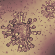 Image result for virus stock