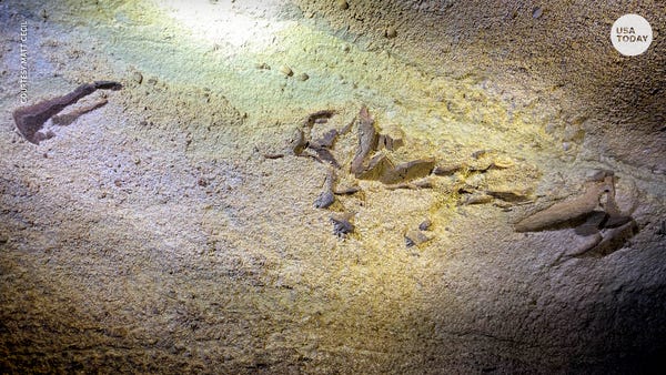 Fossil suggests that sharks once swam in Kentucky