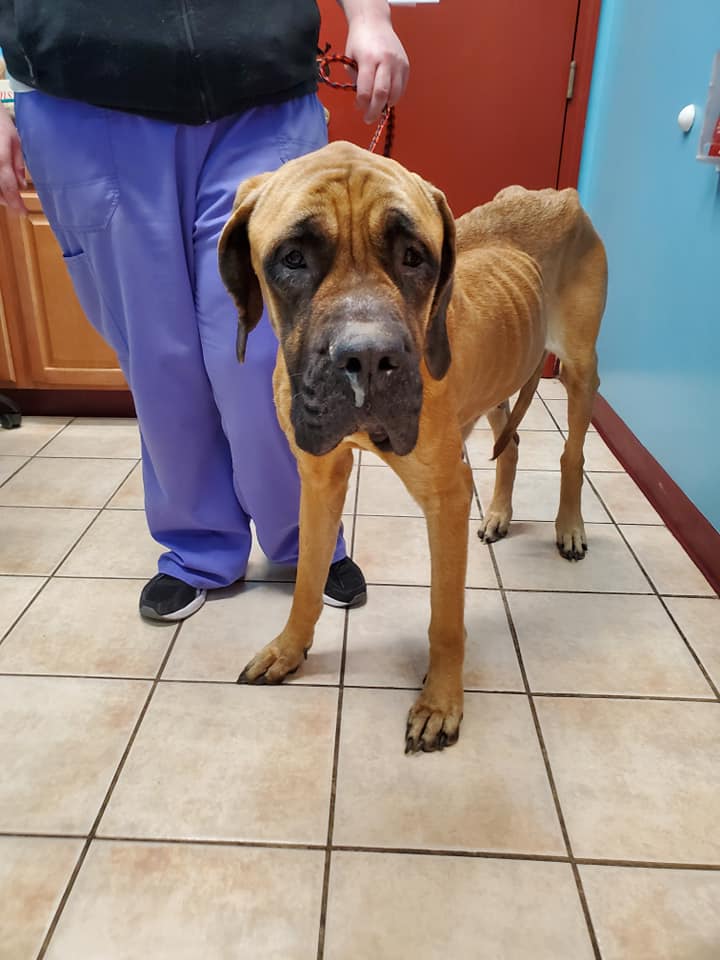 english mastiff cold weather