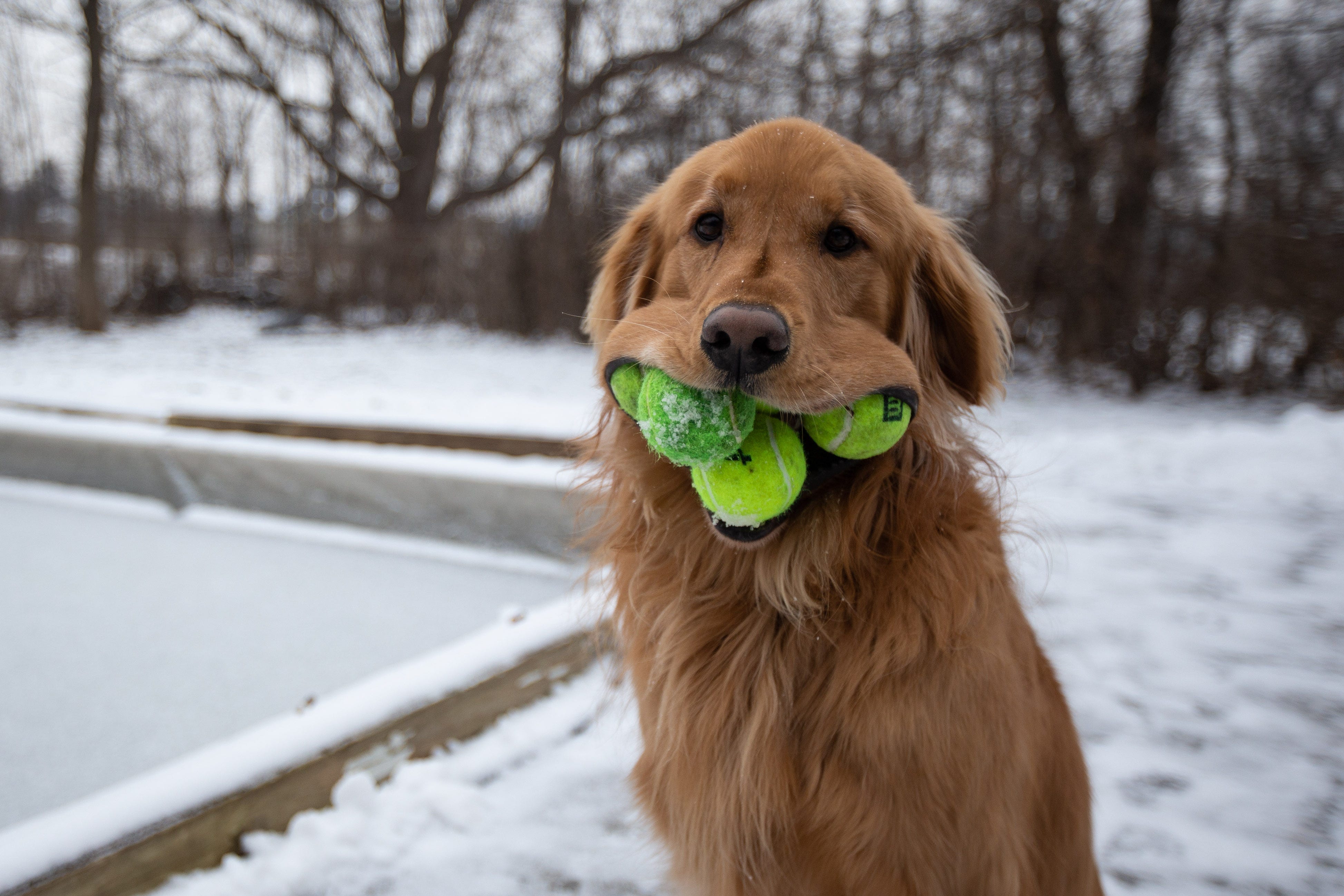 Golden retriever dog fits 6 tennis 