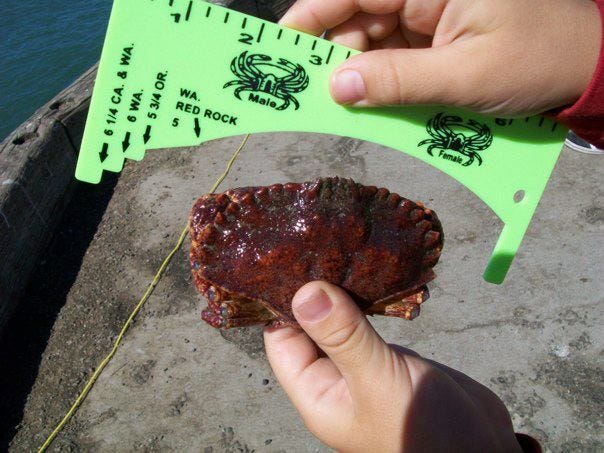 This gauge shows this rock crab is undersize. It was immediately returned to the water.