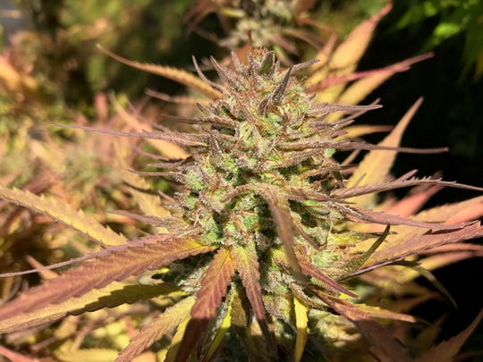 Cannabis flower grown by Nurse Grown Organics