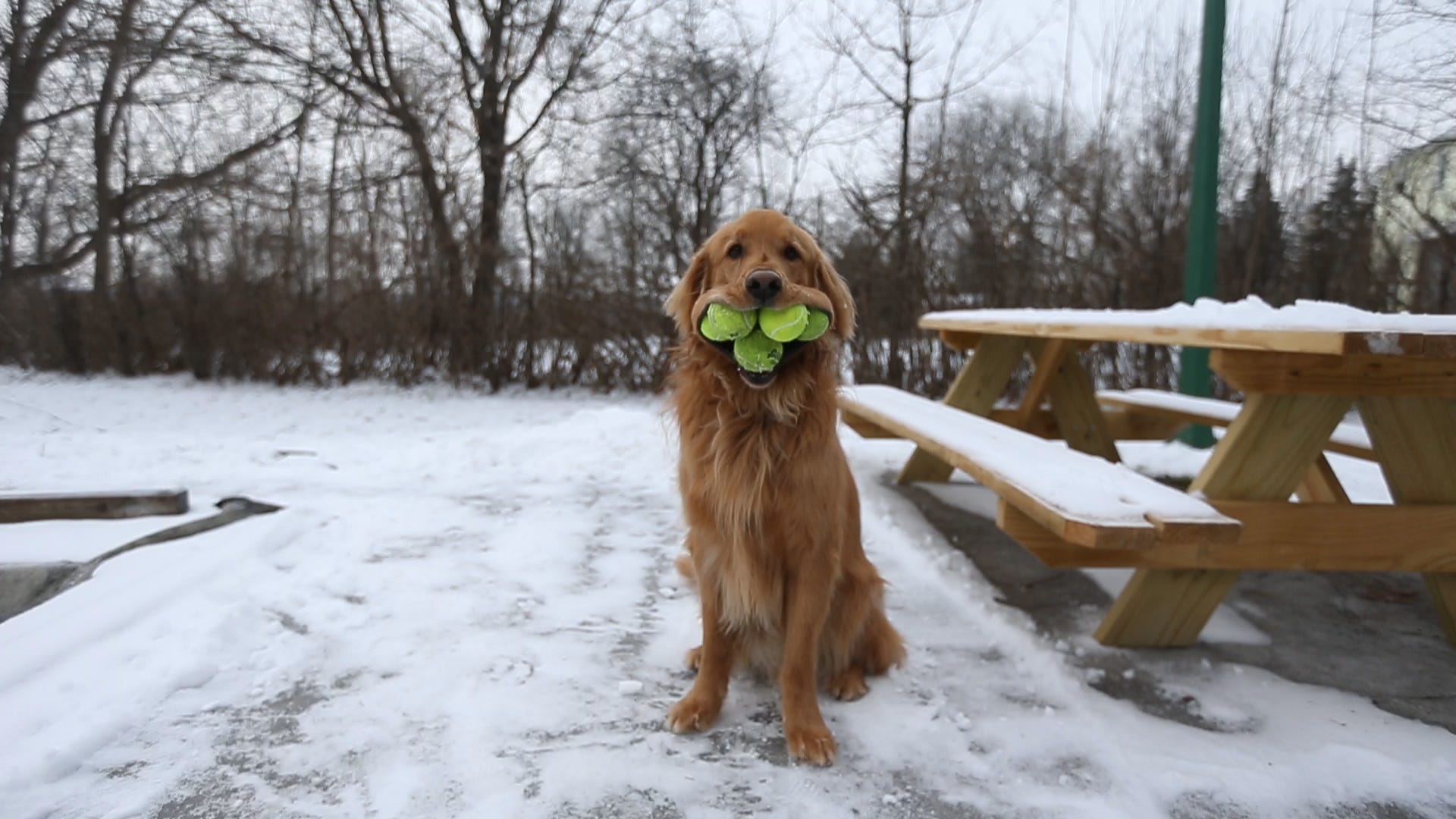 golden retriever loves tennis balls