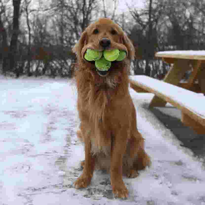 Ny Dog Gets Guinness World Record For Holding Tennis Balls In Mouth