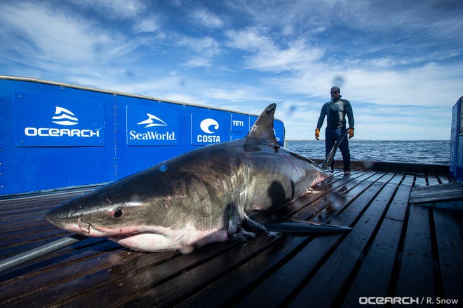 Unama’ki has traveled over 2,000 miles since being tagged and researchers hope to gain insight on the breeding habits of great white sharks. Her latest ping was on Feb. 1.