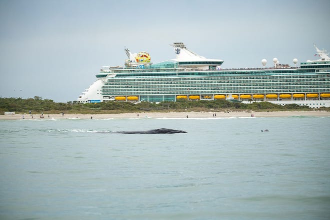 On Jan. 31, 2020, a North Atlantic right whale was spotted in Port Canaveral. Image by Daniel Colmenares taken under research conducted by Blue World Research Institute scientists under NOAA Research Permit #15488-02. "We also guided the whale around because it was headed for Jetty Park, and we did not want the whale to go in the jetty because there were cruise ships heading out." Shown in the back is a Royal Caribbean ship.