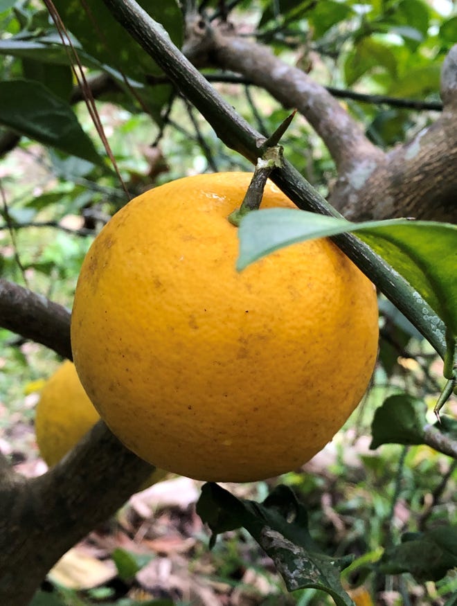 Meyer Lemons Are A Wonderful Backyard Citrus