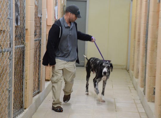 Abandoned Great Dane Found In Battle Creek Storage Unit