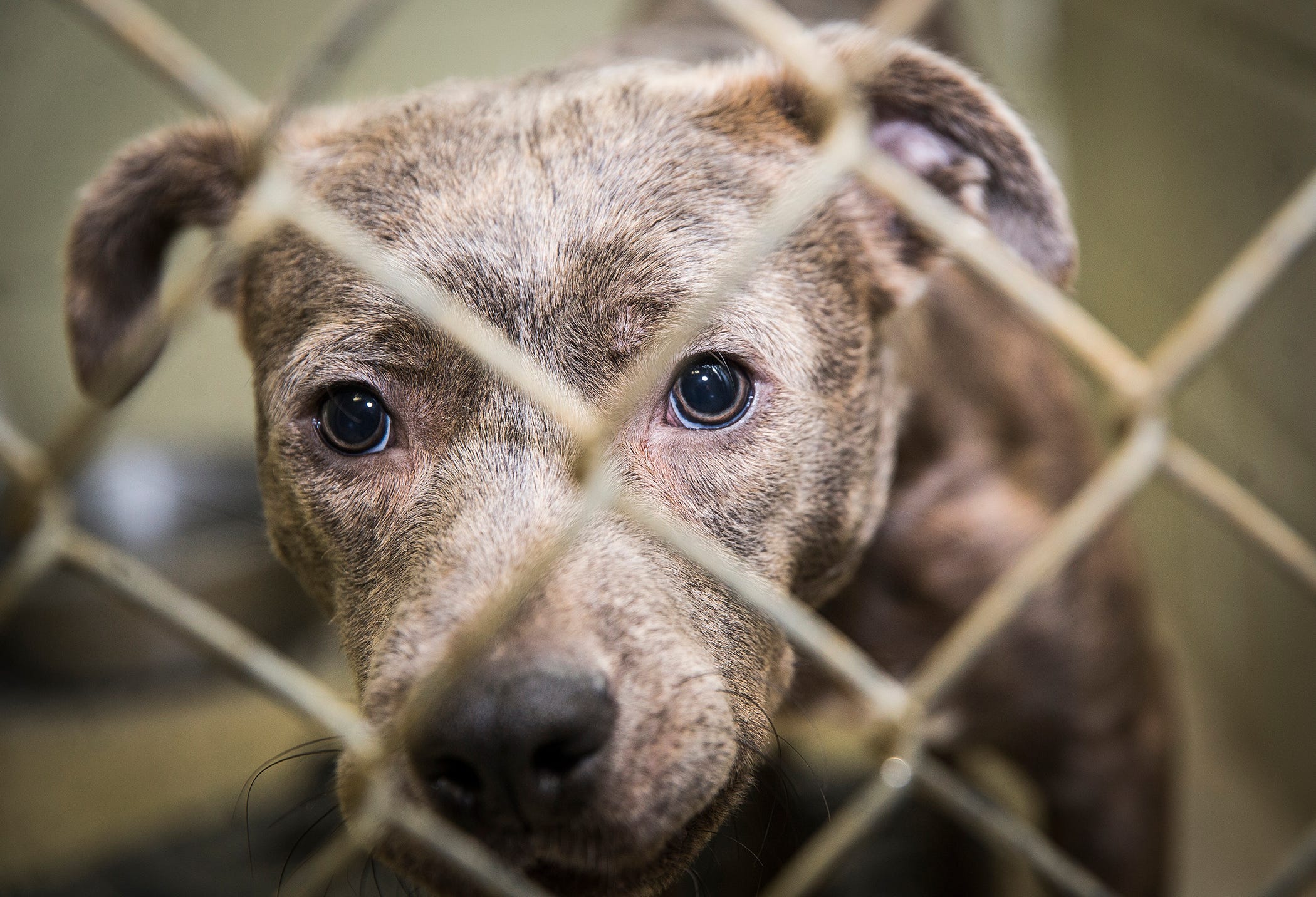 Director: 'Impossible' for animal shelter to operate within 2020 budget