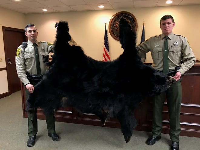 PA Game Wardens Scott Brookens (left) and Cameron Murphy hold up a tanned bear skin after Gregory Myers of Newberry Township was found guilty of poaching what wardens said is the largest black bear they've ever seen in York County, alive or dead.