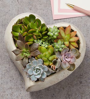The Sweet Succulent Heart Garden will beautify any room.
