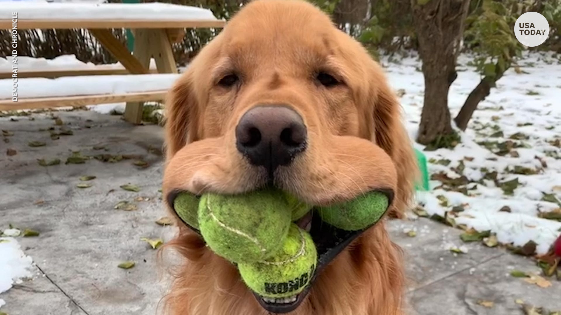 golden retriever loves tennis balls