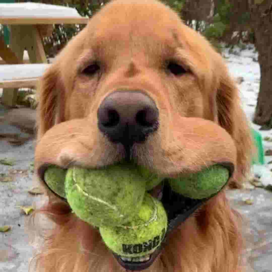 Ny Dog Sets Guinness World Record For Holding Tennis Balls In Mouth