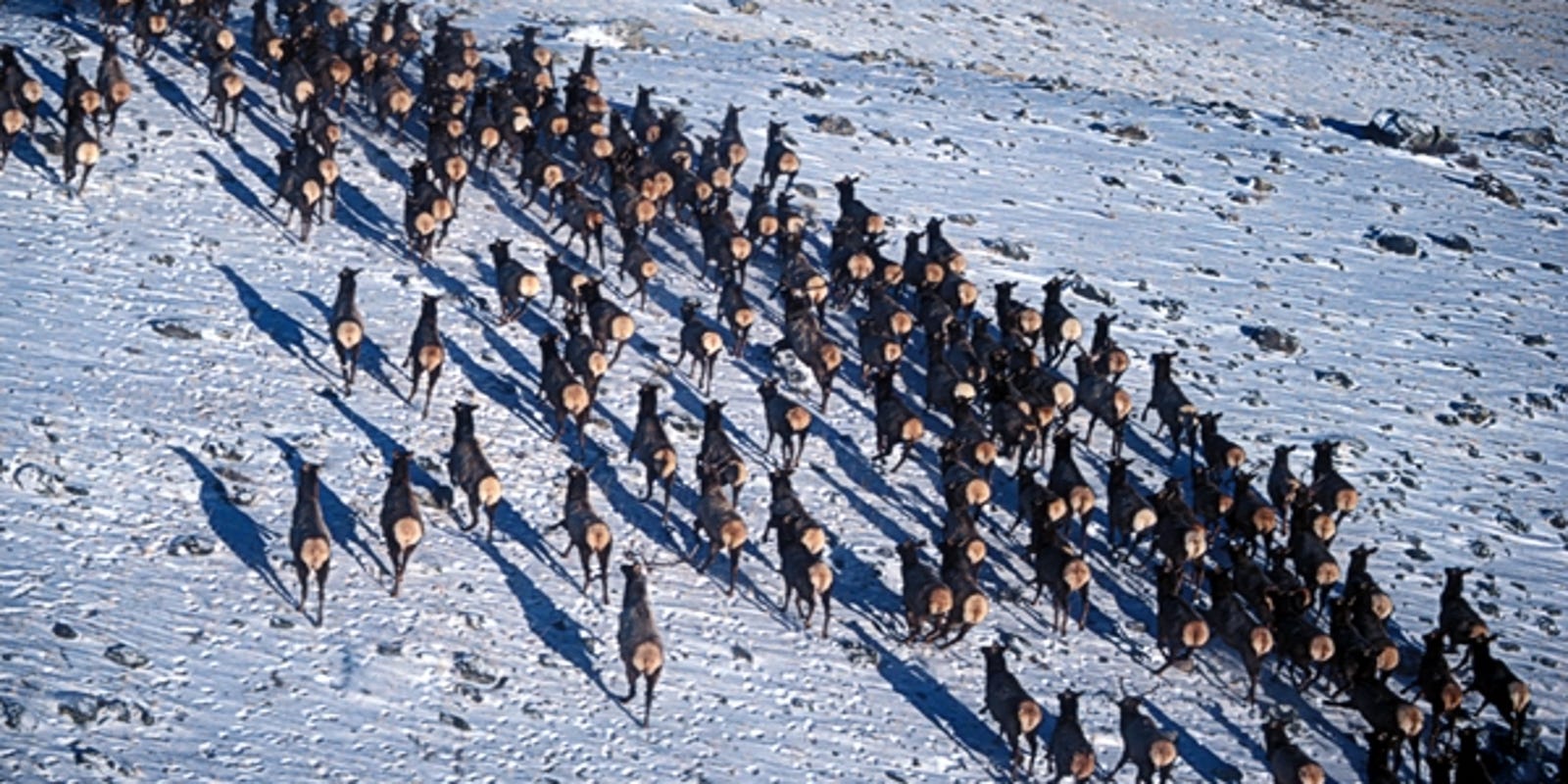 One Elk Smuggled From Washington Could Have Caused Ecological Crisis