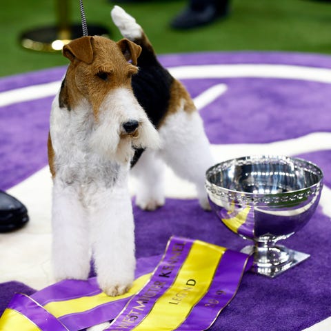 King, a Wire Fox Terrier, won best in show at the 